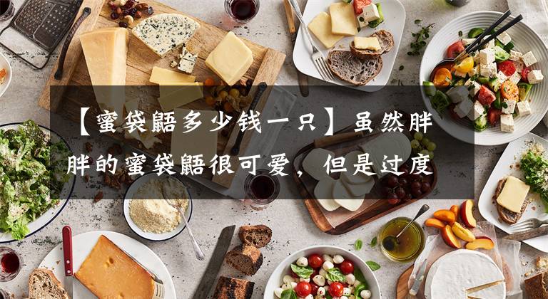 【蜜袋鼯多少钱一只】虽然胖胖的蜜袋鼯很可爱，但是过度肥胖并不是好事，健康才最重要