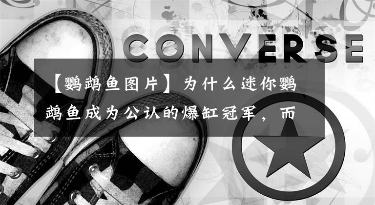 【鹦鹉鱼图片】为什么迷你鹦鹉鱼成为公认的爆缸冠军，而其他观赏鱼就不行？
