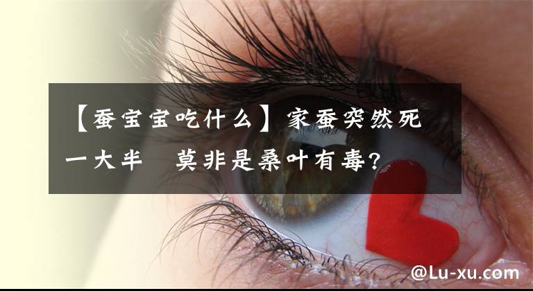 【蚕宝宝吃什么】家蚕突然死一大半 莫非是桑叶有毒?