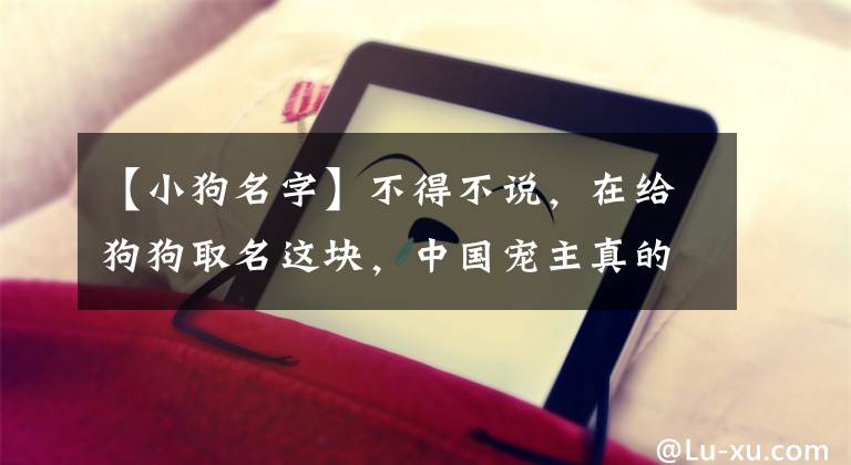 【小狗名字】不得不说，在给狗狗取名这块，中国宠主真的把气质拿捏得死死的