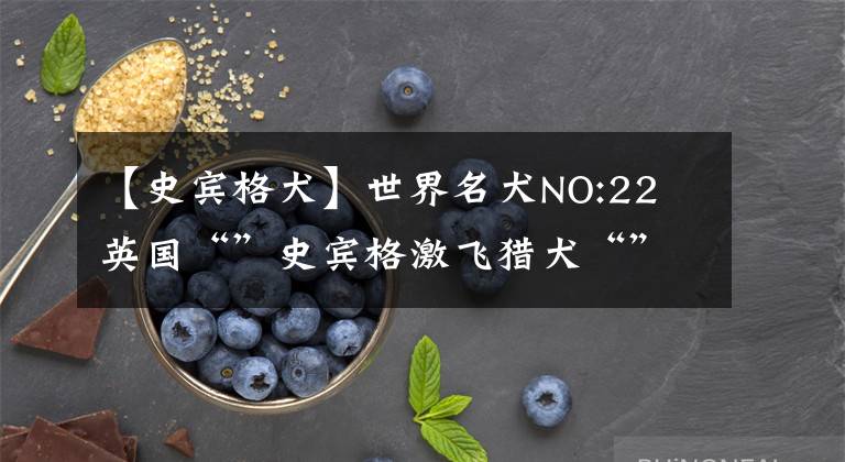 【史宾格犬】世界名犬NO:22 英国“”史宾格激飞猎犬“”你了解多少？