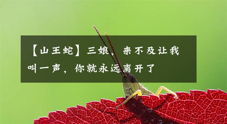 【山王蛇】三娘，来不及让我叫一声，你就永远离开了