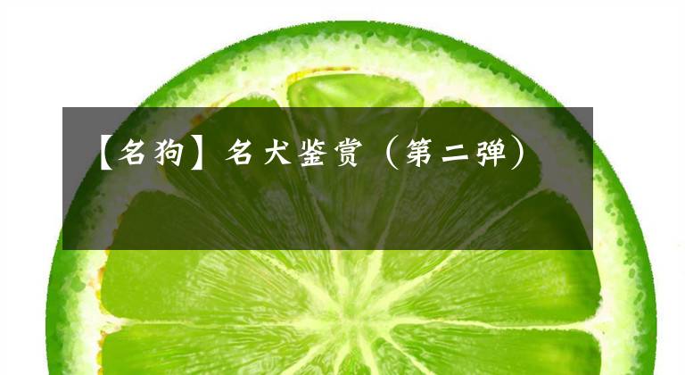 【名狗】名犬鉴赏（第二弹）