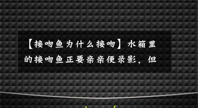【接吻鱼为什么接吻】水箱里的接吻鱼正要亲亲便录影，但眼尖的网友却发现很熟悉的景象
