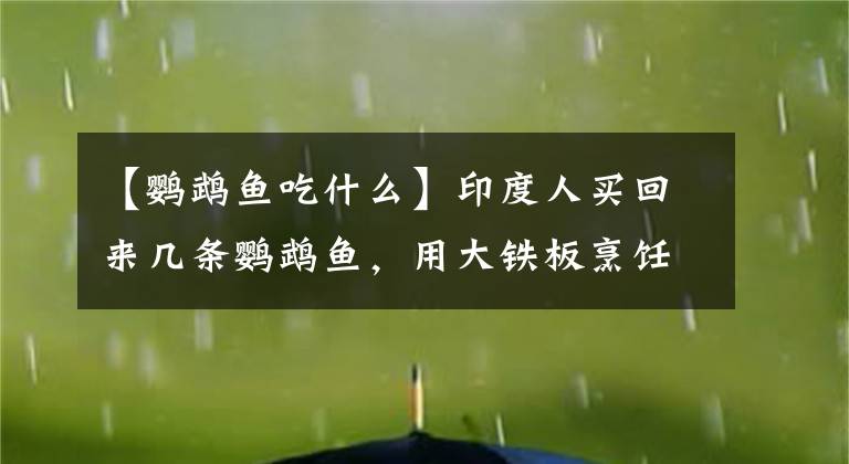 【鹦鹉鱼吃什么】印度人买回来几条鹦鹉鱼，用大铁板烹饪，浇在米饭上用手抓着吃