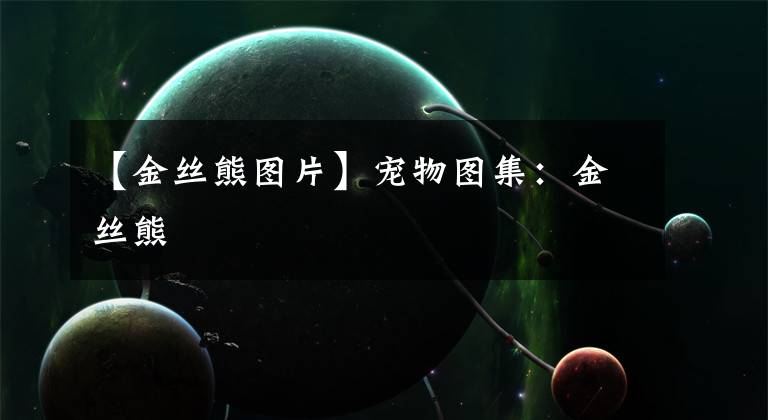 【金丝熊图片】宠物图集：金丝熊