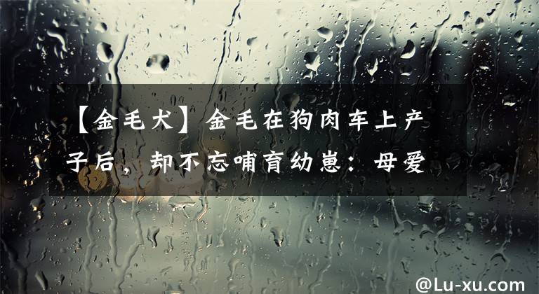【金毛犬】金毛在狗肉车上产子后，却不忘哺育幼崽：母爱太伟大了