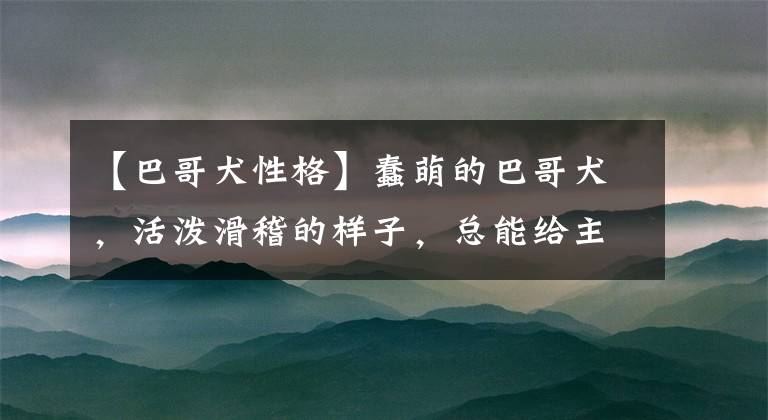 【巴哥犬性格】蠢萌的巴哥犬，活泼滑稽的样子，总能给主人带来快乐