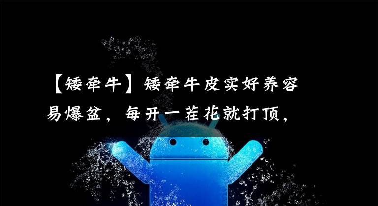 【矮牵牛】矮牵牛皮实好养容易爆盆，每开一茬花就打顶，不用几天再冒花苞