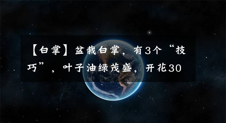 【白掌】盆栽白掌，有3个“技巧”，叶子油绿茂盛，开花30朵，花开不断