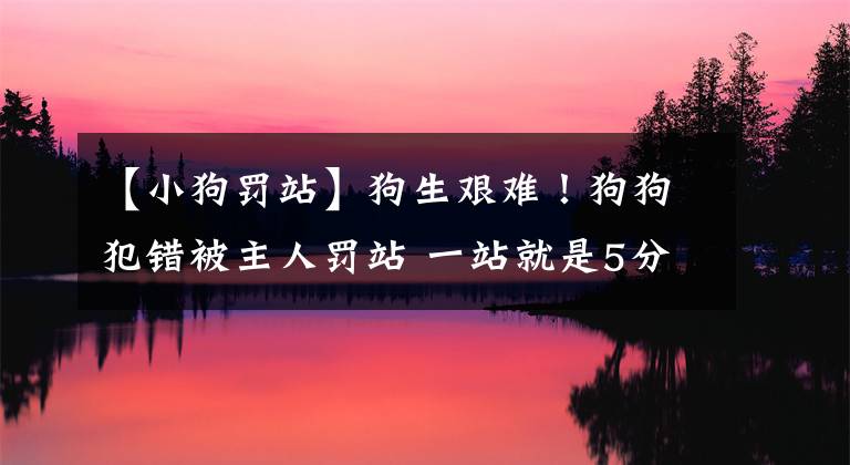 【小狗罚站】狗生艰难！狗狗犯错被主人罚站 一站就是5分钟