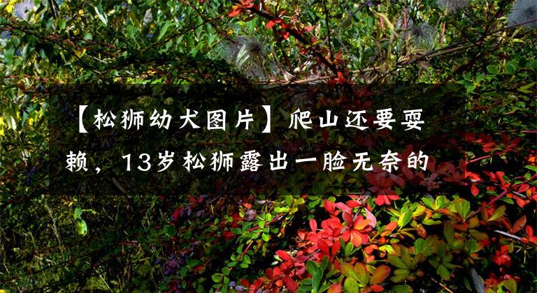【松狮幼犬图片】爬山还要耍赖，13岁松狮露出一脸无奈的样子，逼着主人抱它下山
