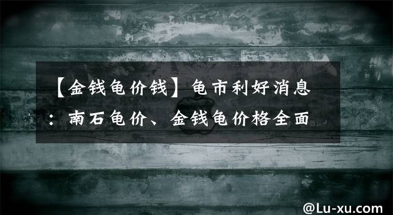 【金钱龟价钱】龟市利好消息：南石龟价、金钱龟价格全面上涨