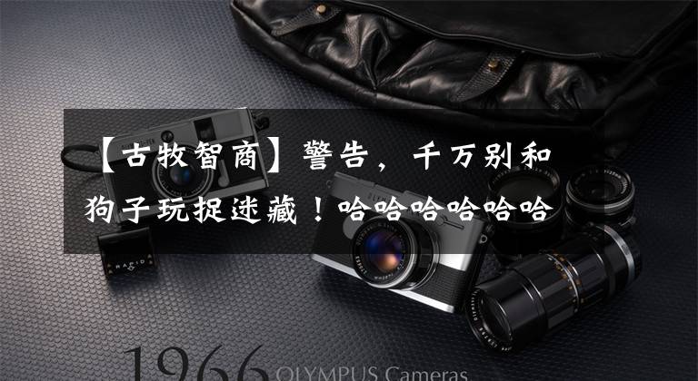 【古牧智商】警告，千万别和狗子玩捉迷藏！哈哈哈哈哈哈哈真的会被蠢哭的