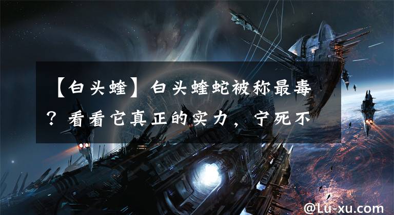 【白头蝰】白头蝰蛇被称最毒？看看它真正的实力，宁死不屈究竟为哪般？