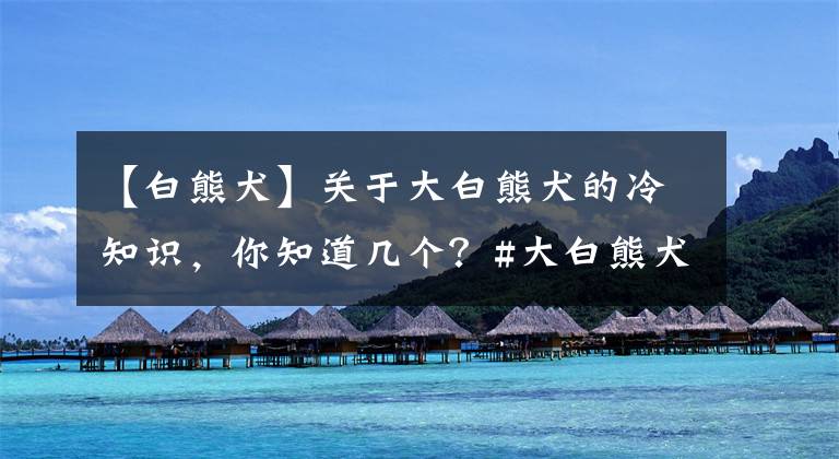 【白熊犬】关于大白熊犬的冷知识，你知道几个？#大白熊犬##宠物#