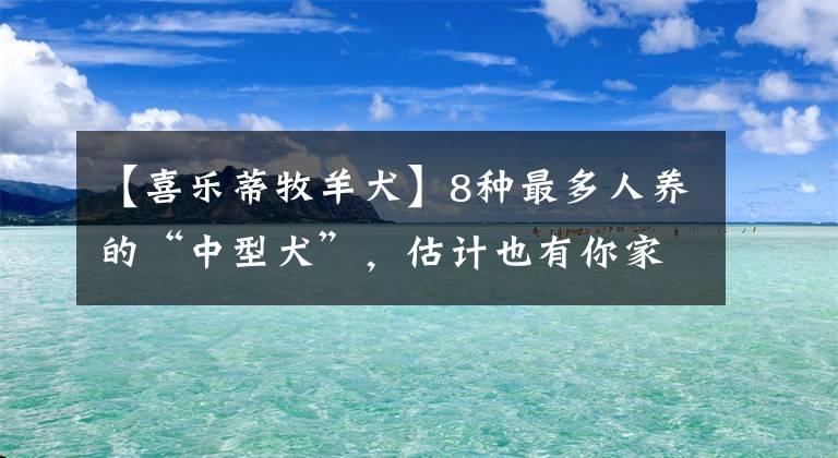 【喜乐蒂牧羊犬】8种最多人养的“中型犬”，估计也有你家的
