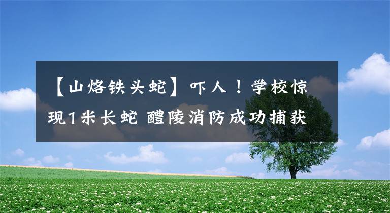【山烙铁头蛇】吓人！学校惊现1米长蛇 醴陵消防成功捕获