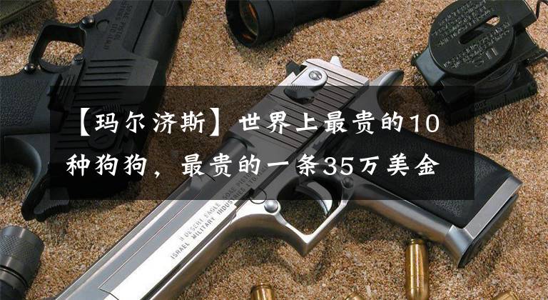 【玛尔济斯】世界上最贵的10种狗狗，最贵的一条35万美金！而他就养了5条