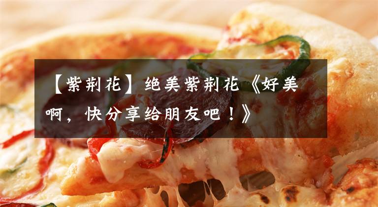 【紫荆花】绝美紫荆花《好美啊，快分享给朋友吧！》