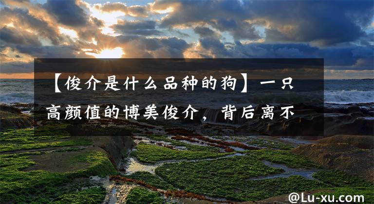 【俊介是什么品种的狗】一只高颜值的博美俊介，背后离不开主人的精心照料