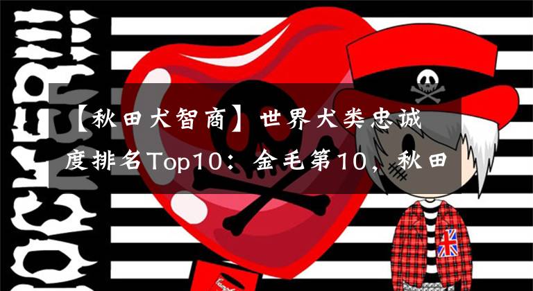 【秋田犬智商】世界犬类忠诚度排名Top10：金毛第10，秋田犬第5，厉害了我的土狗