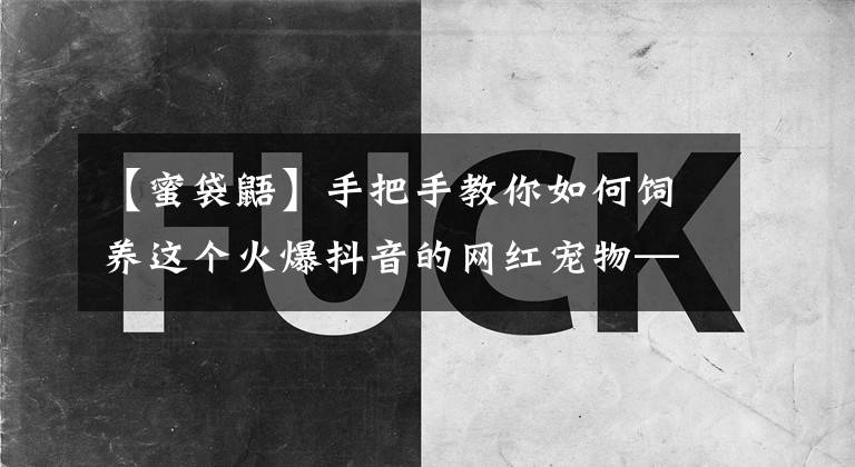 【蜜袋鼯】手把手教你如何饲养这个火爆抖音的网红宠物—蜜袋鼯