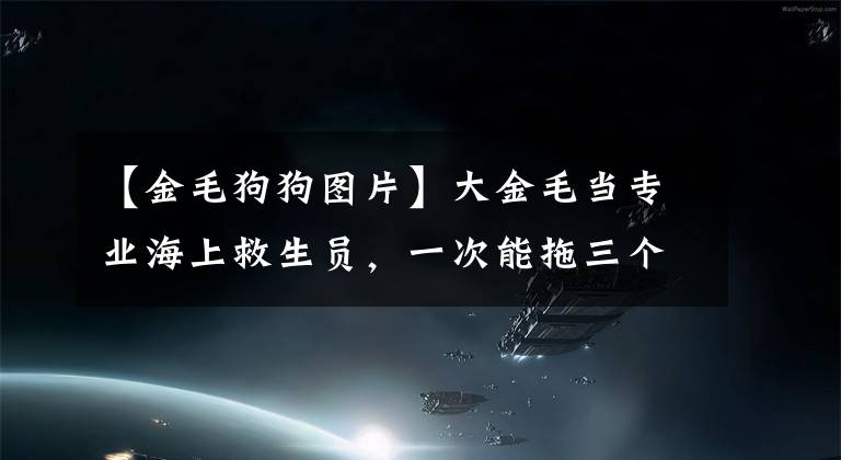 【金毛狗狗图片】大金毛当专业海上救生员，一次能拖三个人！汪汪队又立大功