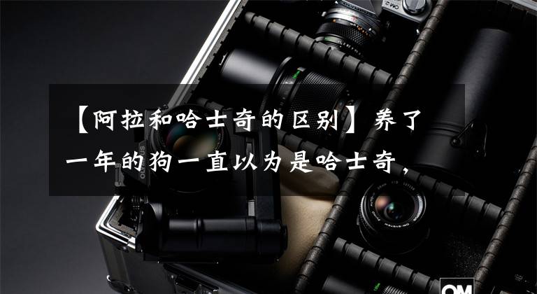 【阿拉和哈士奇的区别】养了一年的狗一直以为是哈士奇，网友看后都说这明明是阿拉斯加