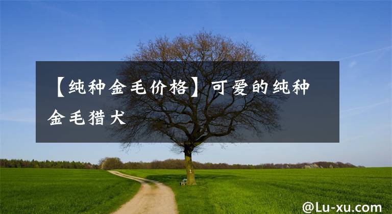 【纯种金毛价格】可爱的纯种金毛猎犬