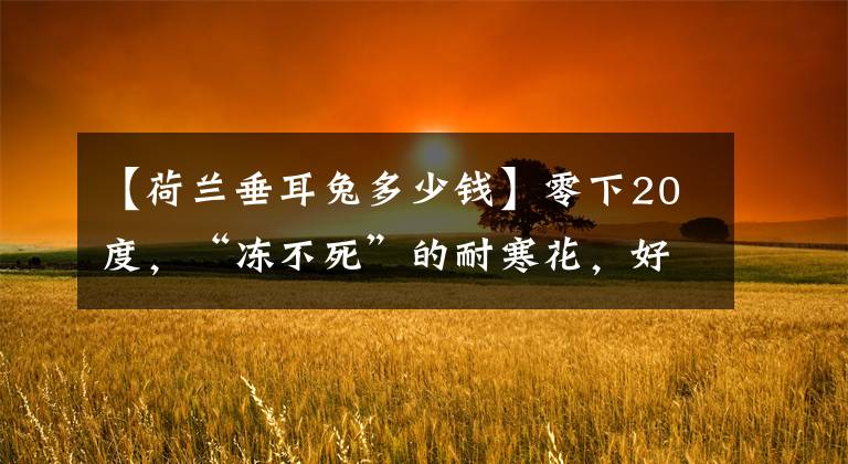 【荷兰垂耳兔多少钱】零下20度，“冻不死”的耐寒花，好看好养，寒冬别错过它