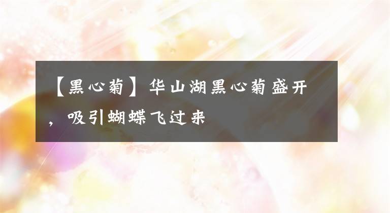 【黑心菊】华山湖黑心菊盛开，吸引蝴蝶飞过来