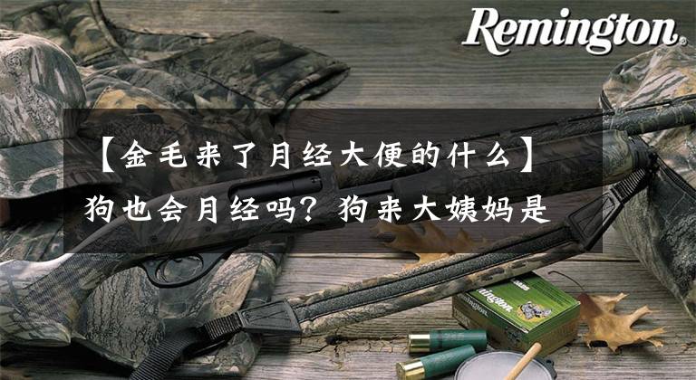 【金毛来了月经大便的什么】狗也会月经吗？狗来大姨妈是什么样子的？