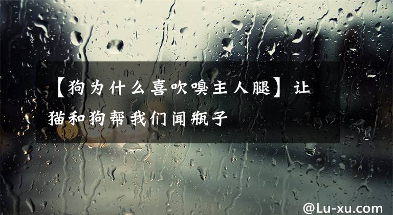 【狗为什么喜吹嗅主人腿】让猫和狗帮我们闻瓶子