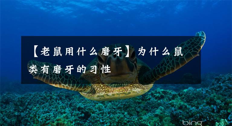 【老鼠用什么磨牙】为什么鼠类有磨牙的习性
