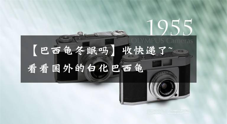 【巴西龟冬眠吗】收快递了~ 看看国外的白化巴西龟