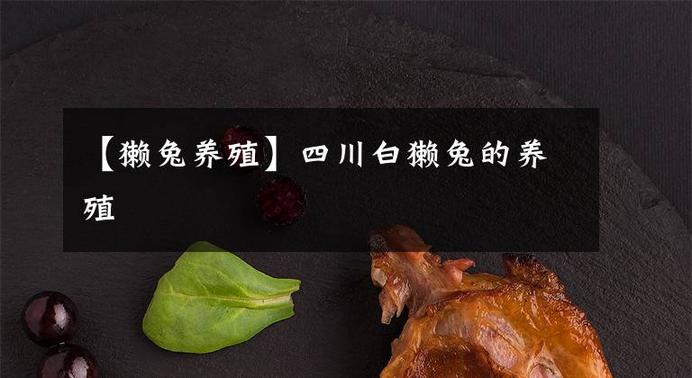 【獭兔养殖】四川白獭兔的养殖