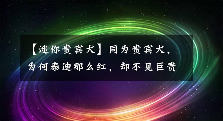 【迷你贵宾犬】同为贵宾犬，为何泰迪那么红，却不见巨贵身影？