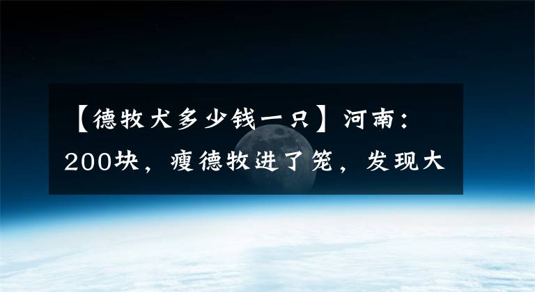 【德牧犬多少钱一只】河南：200块，瘦德牧进了笼，发现大爷不舍，大娘：咱俩喂不起