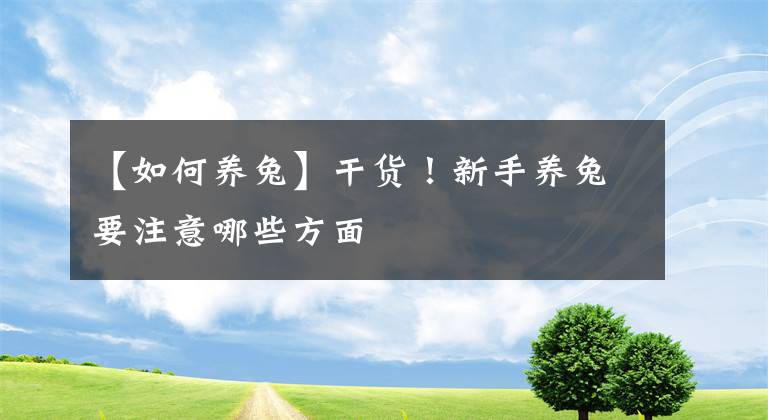 【如何养兔】干货！新手养兔要注意哪些方面