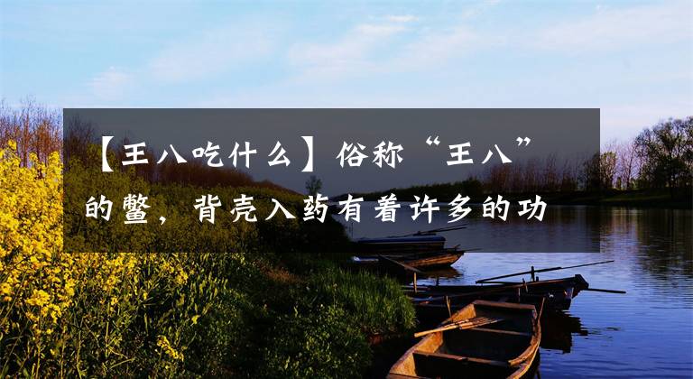 【王八吃什么】俗称“王八”的鳖，背壳入药有着许多的功效和妙用，你知道吗