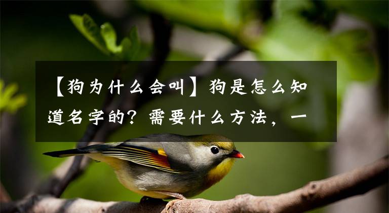 【狗为什么会叫】狗是怎么知道名字的？需要什么方法，一叫就来了