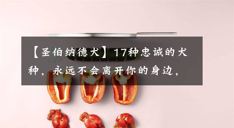 【圣伯纳德犬】17种忠诚的犬种，永远不会离开你的身边，一生只为陪伴你而出现