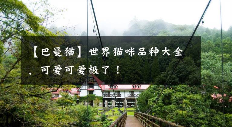 【巴曼猫】世界猫咪品种大全，可爱可爱极了！