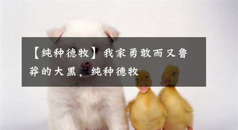 【纯种德牧】我家勇敢而又鲁莽的大黑，纯种德牧