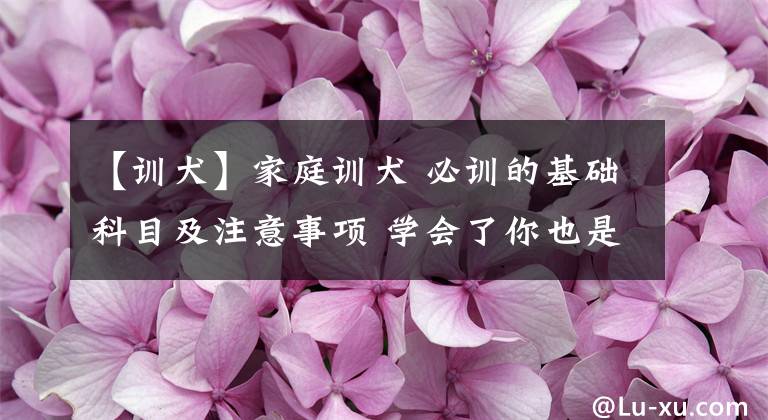 【训犬】家庭训犬 必训的基础科目及注意事项 学会了你也是训犬高手
