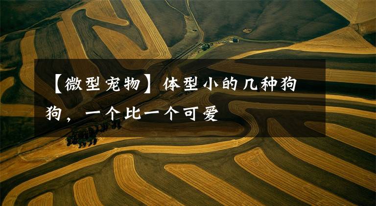 【微型宠物】体型小的几种狗狗，一个比一个可爱