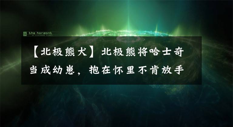 【北极熊犬】北极熊将哈士奇当成幼崽，抱在怀里不肯放手，竟是因为痛失幼子！