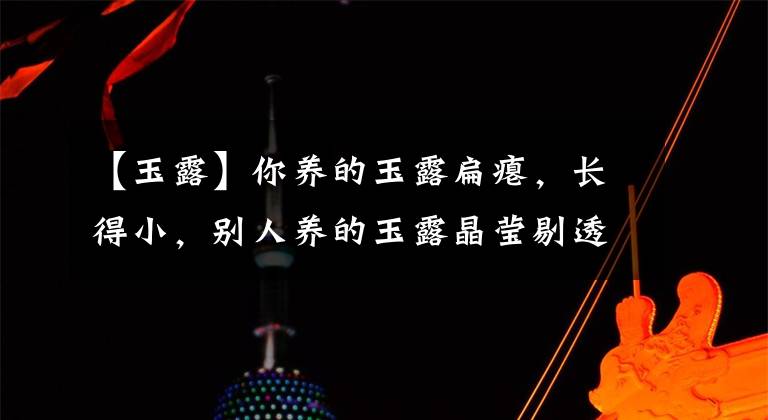 【玉露】你养的玉露扁瘪，长得小，别人养的玉露晶莹剔透，差在哪里？