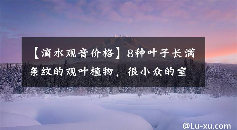 【滴水观音价格】8种叶子长满条纹的观叶植物，很小众的室内绿植，颜值可真不低